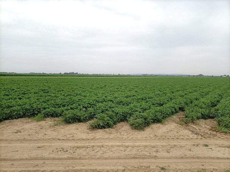 Campo hortofrutícola em Rio Maior