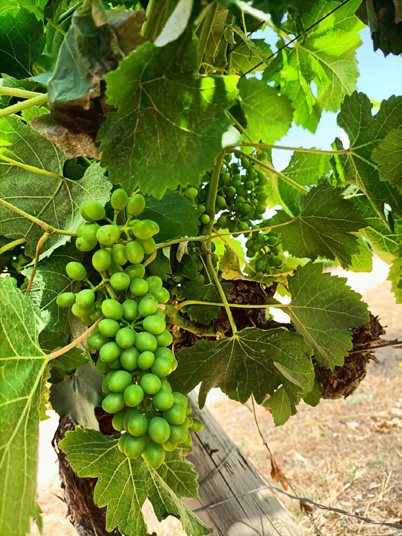 Vinha de Rio Maior